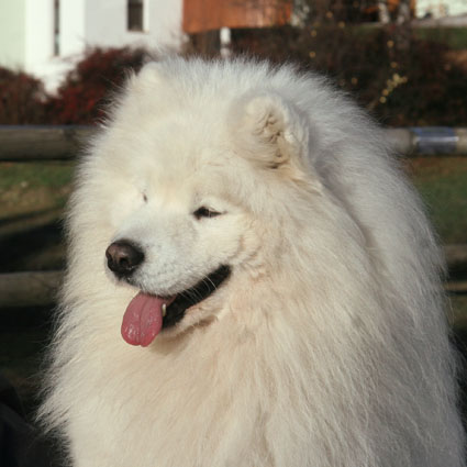 samojeden